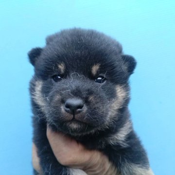 柴犬(標準サイズ)【三重県・男の子・2024年11月22日・黒】の写真「黒柴の男の子！」