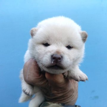 柴犬(標準サイズ)【三重県・女の子・2024年11月22日・白】の写真「人気の白柴！」