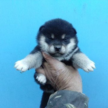 柴犬(標準サイズ)【三重県・女の子・2024年12月25日・黒】の写真「黒柴の女の子！」