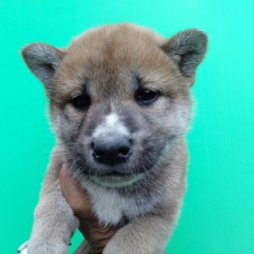 柴犬(標準サイズ)【三重県・男の子・2024年10月24日・赤】の写真「鼻の上が白い！」