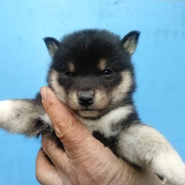 柴犬(標準サイズ)【三重県・女の子・2024年10月3日・黒】の写真「可愛い女の子！」