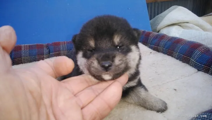 柴犬(標準サイズ)【三重県・女の子・2022年1月22日・黒】の写真1