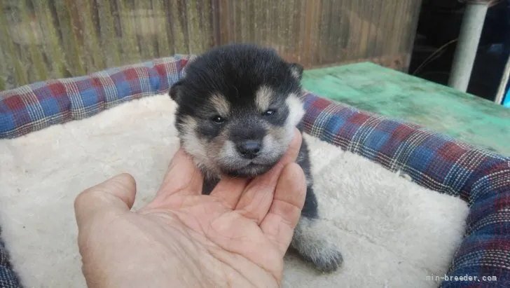 柴犬(標準サイズ)【三重県・男の子・2021年11月5日・黒色】の写真1