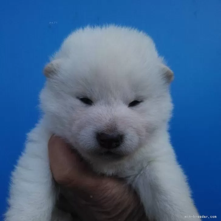 柴犬(標準サイズ)【三重県・女の子・2023年12月20日・白】の写真1