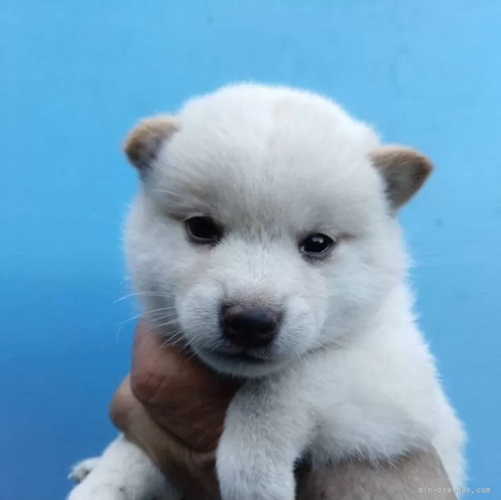 柴犬(標準サイズ)【三重県・男の子・2024年6月5日・白】の写真1