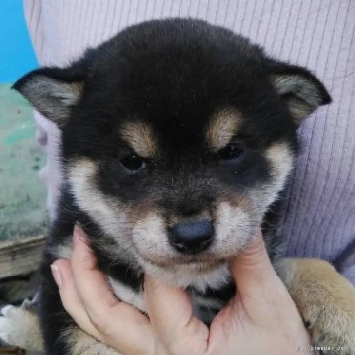 柴犬(標準サイズ)【三重県・男の子・2023年1月13日・黒色】の写真1