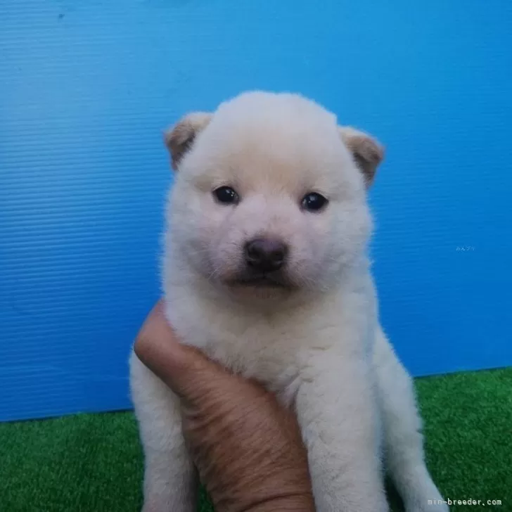 柴犬(標準サイズ)【三重県・男の子・2023年11月16日・白色】の写真1