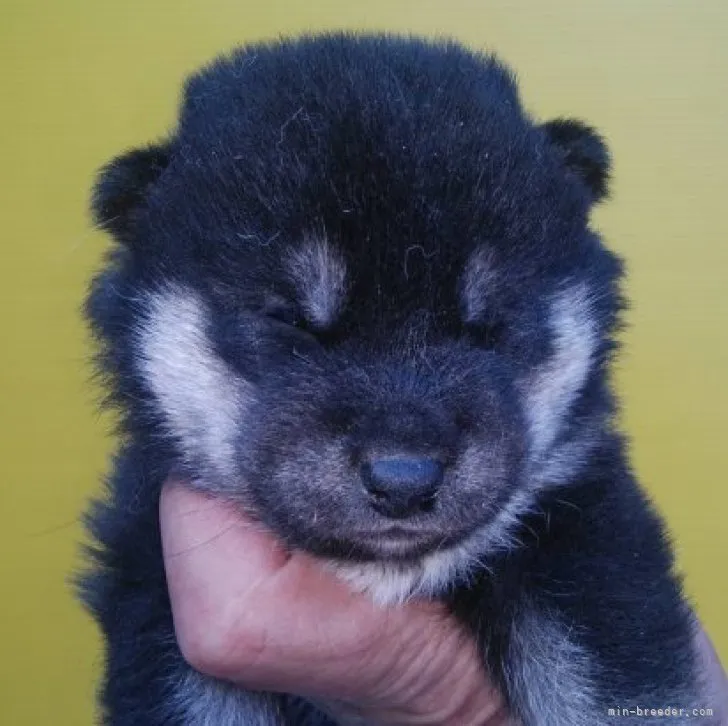 柴犬(標準サイズ)【三重県・男の子・2023年4月1日・黒色】の写真1