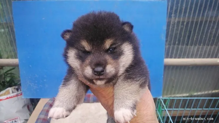 柴犬(標準サイズ)【三重県・男の子・2022年4月8日・黒色】の写真1