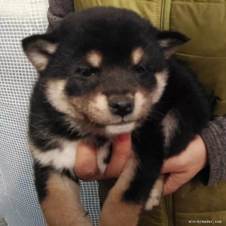 柴犬(標準サイズ)【三重県・女の子・2024年1月5日・黒】の写真1