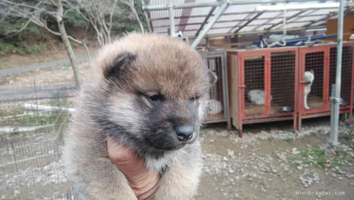 柴犬(標準サイズ)【三重県・男の子・2021年11月21日・赤】の写真1