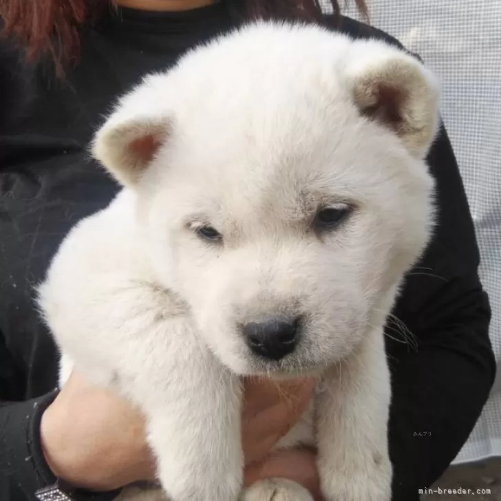 紀州犬【三重県・女の子・2023年12月20日・白】の写真1