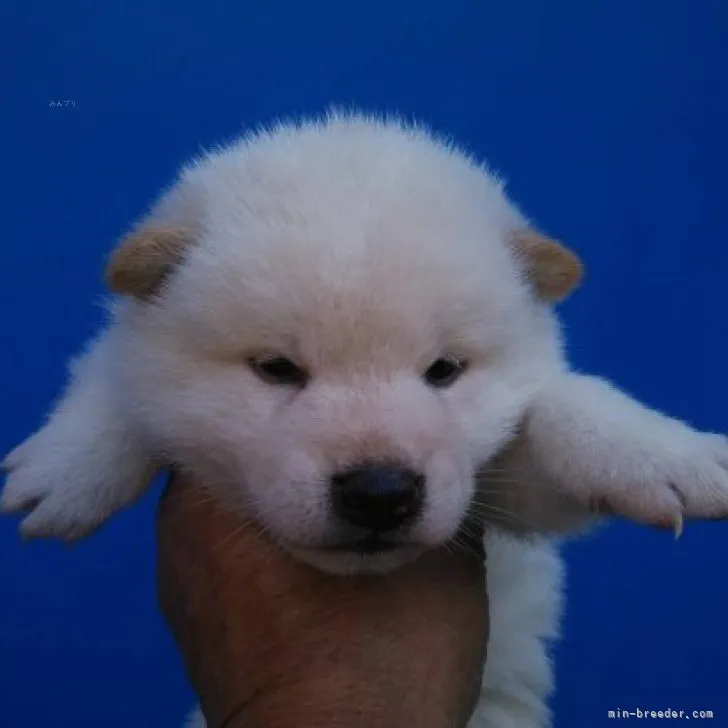 柴犬(標準サイズ)【三重県・男の子・2023年9月8日・白色】の写真1