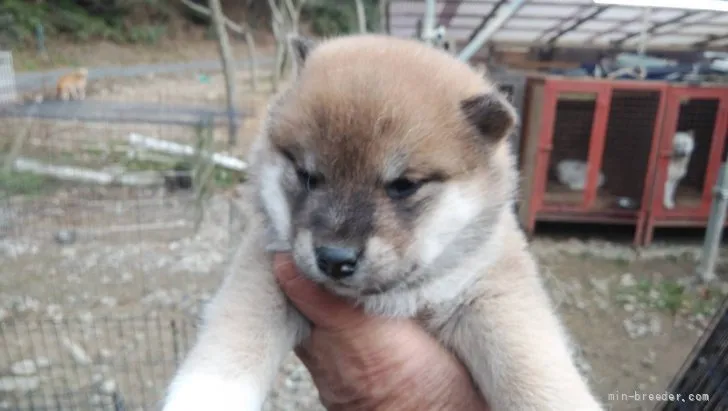 柴犬(標準サイズ)【三重県・女の子・2021年11月21日・赤】の写真1