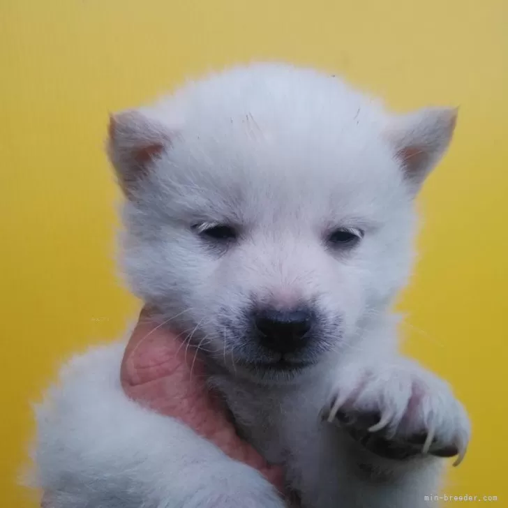 柴犬(標準サイズ)【三重県・男の子・2023年12月8日・白】の写真1