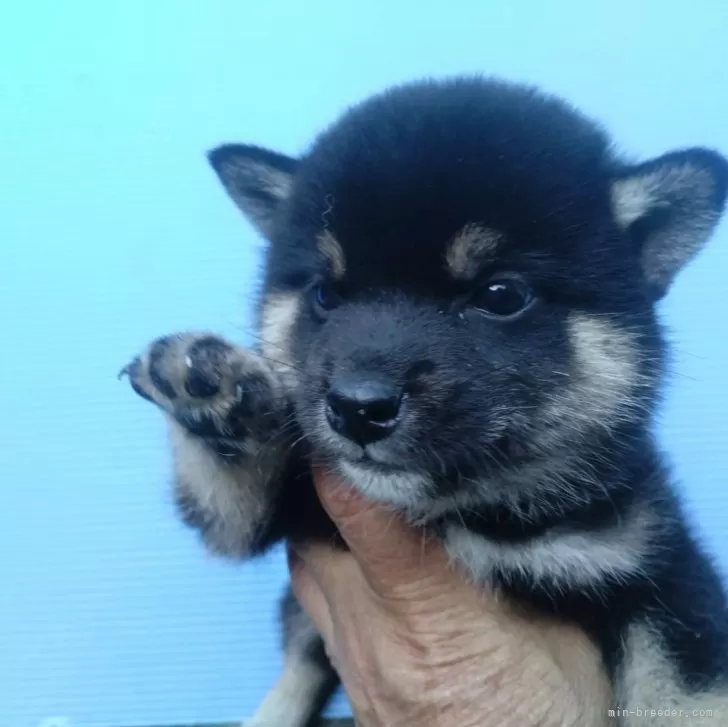 柴犬(標準サイズ)【三重県・男の子・2024年4月24日・黒】の写真1