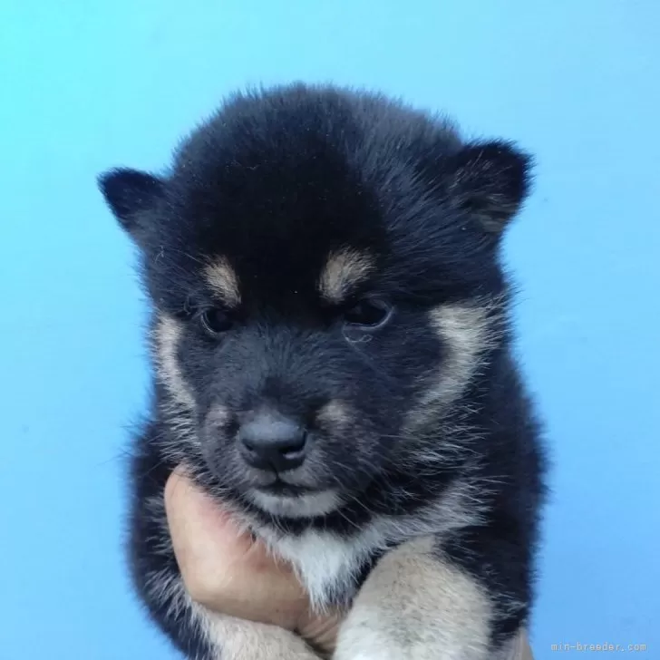 柴犬(標準サイズ)【三重県・女の子・2024年3月22日・黒】の写真1