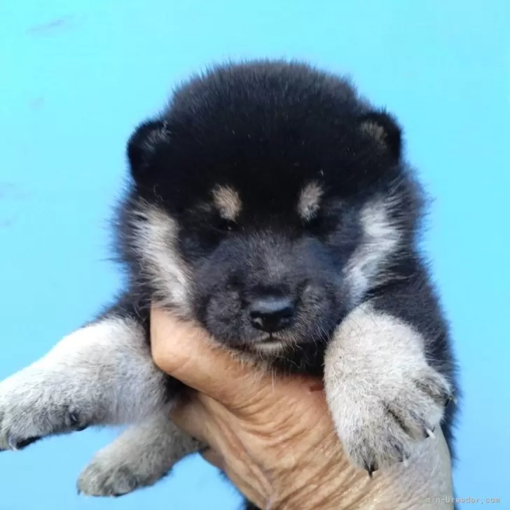 柴犬(標準サイズ)【三重県・男の子・2024年8月9日・黒】の写真1