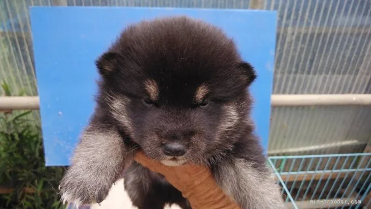 柴犬(標準サイズ)【三重県・男の子・2022年3月27日・黒色】の写真1