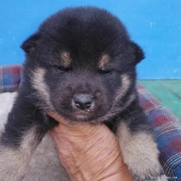 柴犬(標準サイズ)【三重県・男の子・2022年10月8日・黒色】の写真1