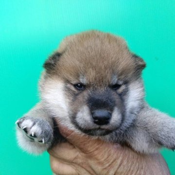 柴犬(標準サイズ)【三重県・男の子・2024年8月15日・赤】の写真「可愛い柴犬」