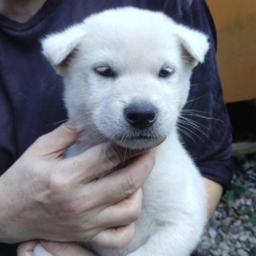 紀州犬【三重県・男の子・2024年8月17日・白】の写真「紀州犬の男の子！」