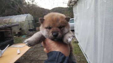 柴犬(標準サイズ)【三重県・女の子・2021年11月20日・赤】の写真「可愛い女の子」