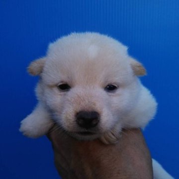 柴犬(標準サイズ)【三重県・女の子・2023年7月2日・白色】の写真「白柴の女の子！」