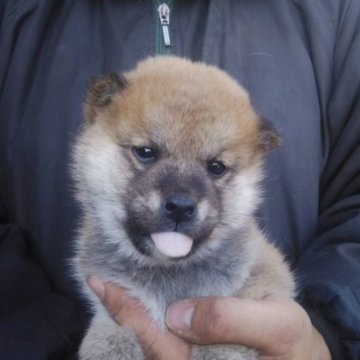 柴犬(標準サイズ)【三重県・男の子・2022年11月26日・赤色】の写真「柴犬の男の子」