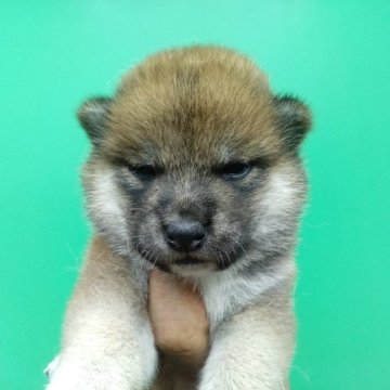 柴犬(標準サイズ)【三重県・女の子・2024年8月7日・赤】の写真「可愛い柴犬！」