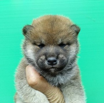 柴犬(標準サイズ)【三重県・男の子・2024年4月12日・赤】の写真「柴犬の男の子！締切日6月9日」