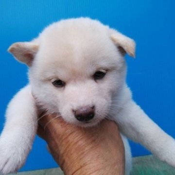 柴犬(標準サイズ)【三重県・女の子・2023年3月30日・白色】の写真「白柴の女の子！写真更新」