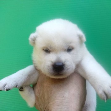 紀州犬【三重県・男の子・2024年8月10日・白】の写真「人気の紀州犬！」