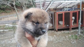 柴犬(標準サイズ)【三重県・男の子・2021年11月21日・赤】の写真「たぬき顔の男の子」