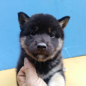 柴犬(標準サイズ)【三重県・女の子・2024年8月15日・黒】の写真「黒柴の女の子」