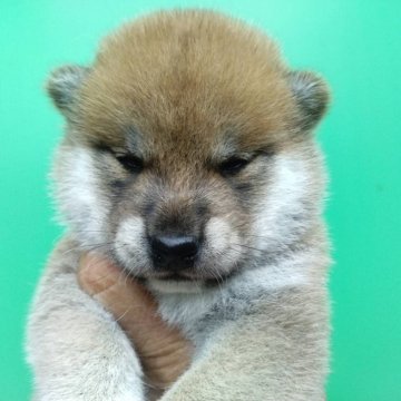 柴犬(標準サイズ)【三重県・男の子・2024年8月7日・赤】の写真「可愛い柴犬！お安いです❤︎」