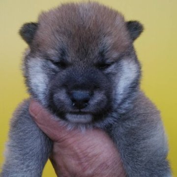 柴犬(豆柴)【三重県・男の子・2023年1月6日・赤色】の写真「小さくて可愛い豆柴」