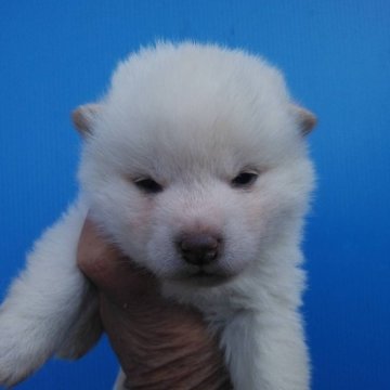 柴犬(標準サイズ)【三重県・女の子・2023年12月20日・白】の写真「人気の白柴」