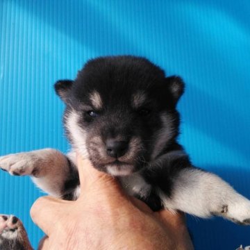 柴犬(標準サイズ)【三重県・男の子・2023年12月9日・黒色】の写真「黒柴の男の子！」