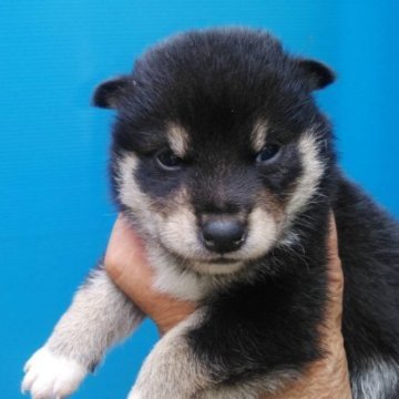 柴犬(標準サイズ)【三重県・男の子・2023年7月7日・黒色】の写真「黒柴の男の子」