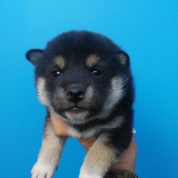 柴犬(標準サイズ)【三重県・女の子・2023年12月28日・黒】の写真「黒柴の女の子！」