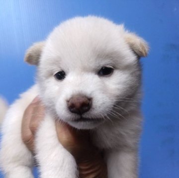 柴犬(標準サイズ)【三重県・女の子・2024年4月24日・白】の写真「人気の白柴！締切日6月23日」