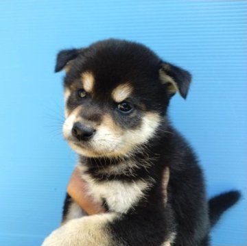 柴犬(標準サイズ)【三重県・女の子・2024年4月11日・黒】の写真「黒柴の女の子！締切日6月9日」