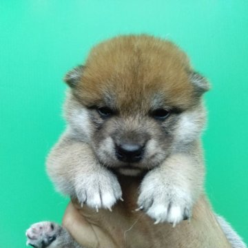 柴犬(標準サイズ)【三重県・男の子・2024年8月7日・赤】の写真「可愛い柴犬！お安いです。」