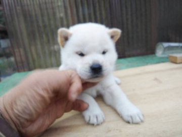 紀州犬【三重県・女の子・2021年10月10日・白】の写真「父親は文部科学大臣賞受賞」