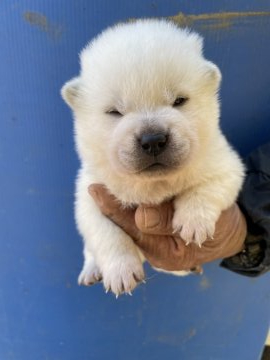 紀州犬【三重県・男の子・2021年11月28日・白】の写真「元気な男の子」