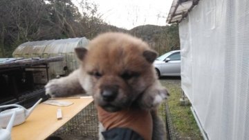 柴犬(標準サイズ)【三重県・男の子・2021年11月20日・赤】の写真「元気な男の子」