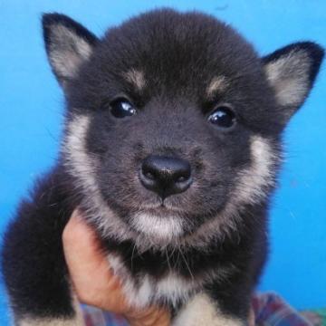 柴犬(標準サイズ)【三重県・男の子・2022年7月13日・黒色】の写真「黒柴！」