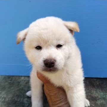 柴犬(標準サイズ)【三重県・男の子・2024年4月11日・白】の写真「白柴の男の子！締切日6月9日！写真更新」