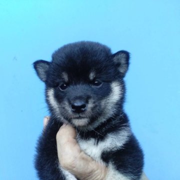 柴犬(標準サイズ)【三重県・女の子・2024年7月6日・黒】の写真「黒柴の女の子！」